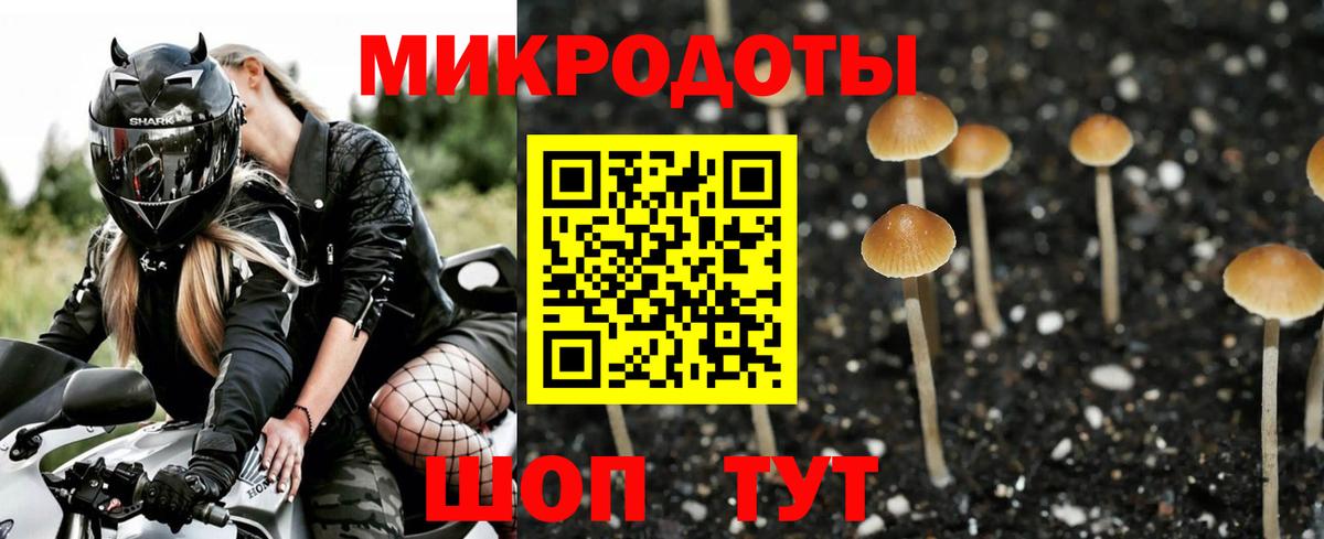 Галлюциногенные грибы Psilocybine cubensis Малгобек